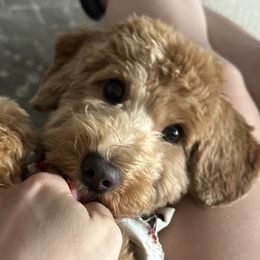 Goldendoodle All Grown Up from Scherrer Sweet Goldendoodles