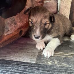 Sable Boy 2 - Sable and white male Shetland Sheepdog puppy in Shirley, Arkansas from Lucky Pups