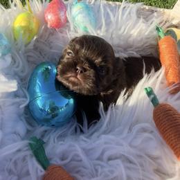 Prince Mahogany - Chocolate male Shih Tzu puppy in Coolidge, Arizona from Shih Tzu’s  ‘N’ Love