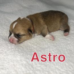 Pembroke Welsh Corgi Puppies from Corgi Lover Crew