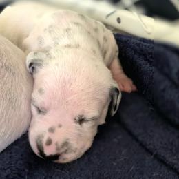 Blue boy - White and black male Dalmatian puppy in Sac City, Iowa from KC Dalmatians