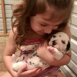 Dalmatian Puppies from Smart Dalmatians