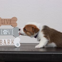 Pembroke Welsh Corgi Puppies from Red River Corgis