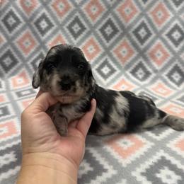 BOY 3 - Dapple male Dachshund puppy in Hoover, Alabama from Tide Town Doxies