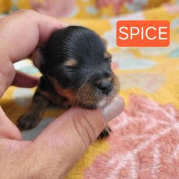 Spice - Black and gold female Yorkshire Terrier puppy in Middleton, Idaho from Rocky Mountain Yorkies