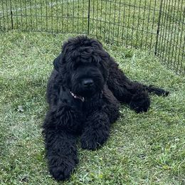 Black Russian Terriers from Amethyst Black Russian Terriers
