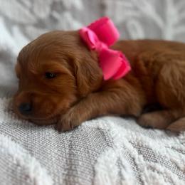 Melon - Dark golden female Golden Retriever puppy in Moses Lake, Washington from Dune Lakes Goldens