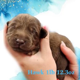 Hawk - Chocolate male Dilute Retriever puppy in Sidney, Nebraska from Nebraska Strong Labradors