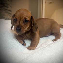 Frodo Baggins - Red male Dachshund puppy in Boerne, Texas from Maravillas Dachshunds LLC