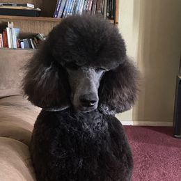 Poodles from Faith Ambort's Poodles