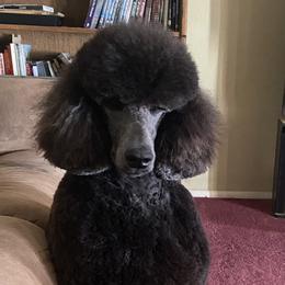 Poodles from Faith Ambort's Poodles