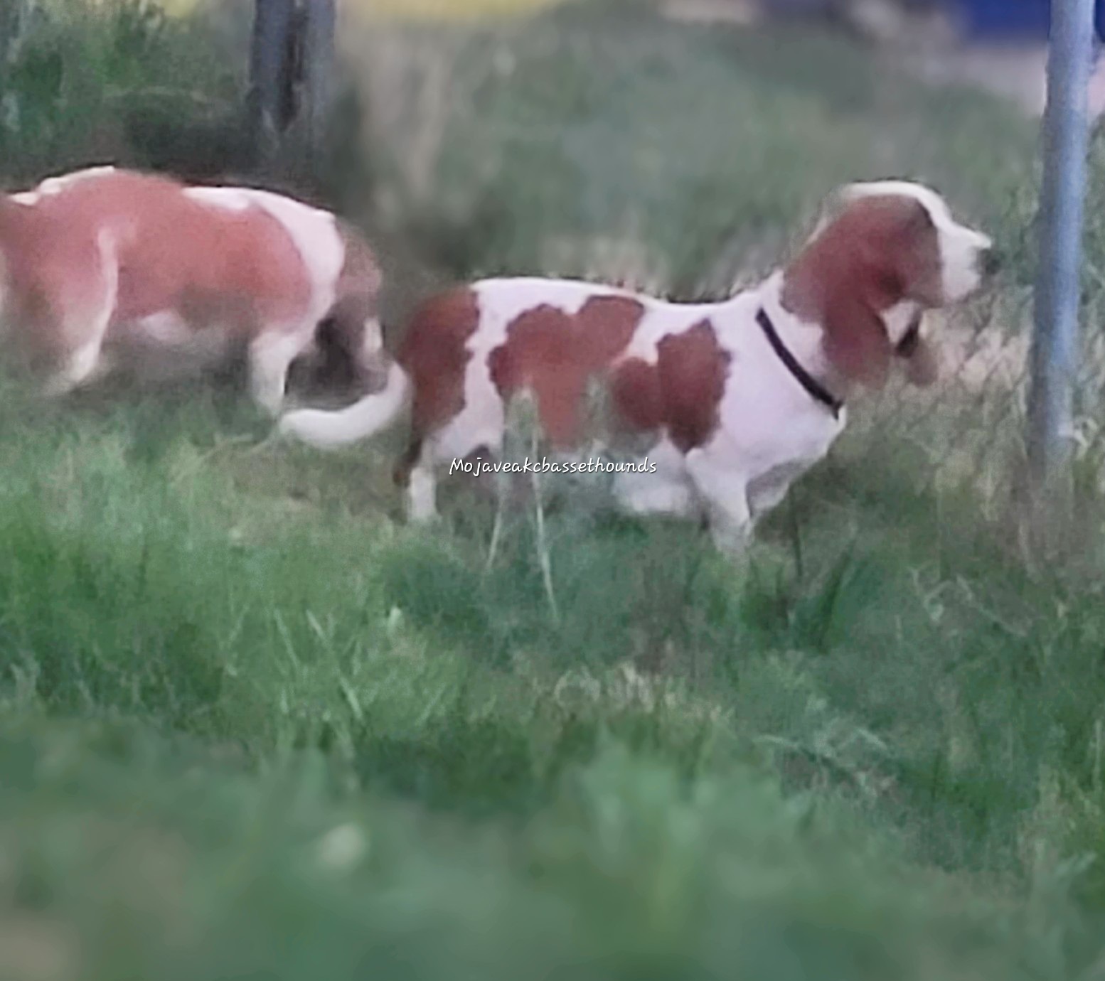 Sunny - Basset Hound