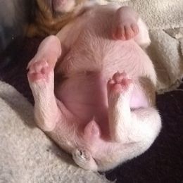 Teddy Roosevelt Terrier and Toy Fox Terrier Puppies from LoupGarou Terriers