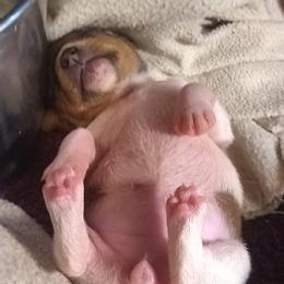 Teddy Roosevelt Terrier and Toy Fox Terrier Puppies from LoupGarou Terriers
