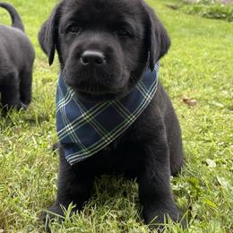 Labrador Retriever Puppies from Findaway Labradors