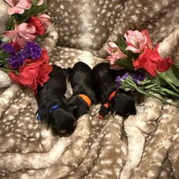 Yorkshire Terrier puppies from Baile Donn Farms