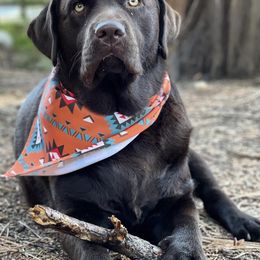 Labrador Retrievers from Laguna Labradors