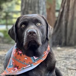 Labrador Retrievers from Laguna Labradors