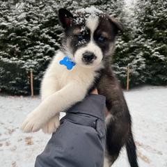Swiss - Boy 3 💙 - Black and white Siberian Husky puppy in Rhode Island from Home Pack Huskies