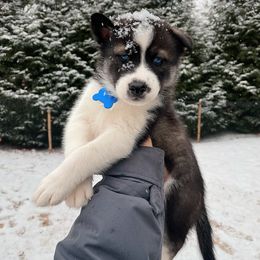 Swiss - Boy 3 💙 - Black and white Siberian Husky puppy in Rhode Island from Home Pack Huskies