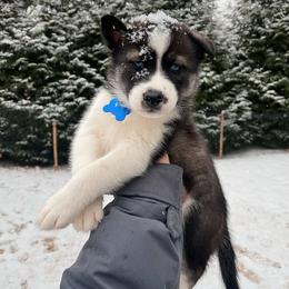 Swiss - Boy 3 💙 - Black and white Siberian Husky puppy in Rhode Island from Home Pack Huskies