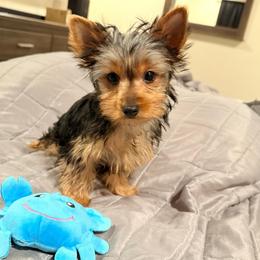 Titus - Black and tan male Yorkshire Terrier puppy in Hot Springs, Arkansas from Blissful_Yorkies