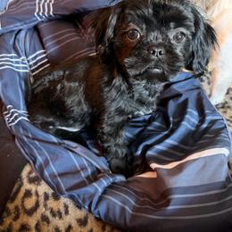 Lily - Black female Shih Tzu puppy in Hibbing, Minnesota from Iron Range Shih Tzu and Puppies