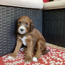 Lulu - Brown female Whoodle puppy in Concord, North Carolina from RockyRiverDoodles