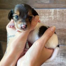 Boo - Piebald female Dachshund puppy in Mountain Home, Arkansas from The Teacup Homestead Miniature Dachshunds