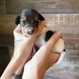 Boo - Piebald female Dachshund puppy in Mountain Home, Arkansas from The Teacup Homestead Miniature Dachshunds