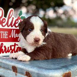 Green collar with tail - Red tri male Miniature Australian Shepherd puppy in 32046, Florida from River Hill Ranch