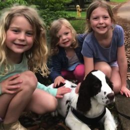 English Springer Spaniels from Sandhill Kennel