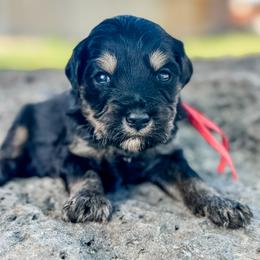 Texas (Red) - Phantom male Goldendoodle puppy in Twin Falls, Idaho from Magic Valley Family Doodles