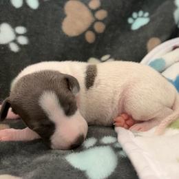 Bridger - White and blue male Italian Greyhound puppy in West Plains, Missouri from Sycamore Ridge Puppies