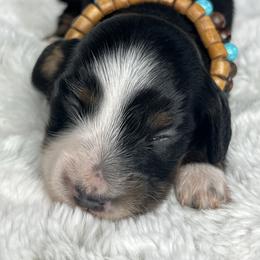 Sara Evans - Black and tan female Dachshund puppy in Payette, Idaho from NT Mini Doxies