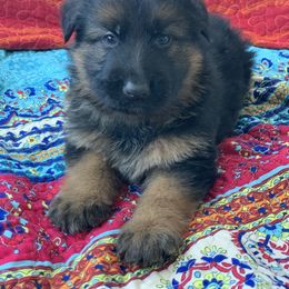 American Leopard Hound, Bluetick Coonhound, and German Shepherd Puppies from Haus Biery German Shepherds, Benchmark Blueticks & Leopard Hounds