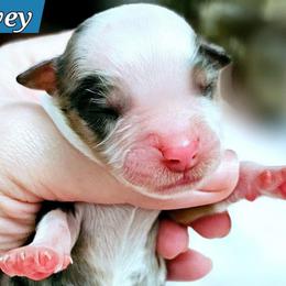 Lovey - Blue merle female Miniature Australian Shepherd puppy in Punta Gorda, Florida from Christie's Creekside Aussies