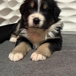 Girl 4-Black Tri - Black tri-color female Australian Shepherd puppy in Mayfield, Kentucky from Hamilton Farms