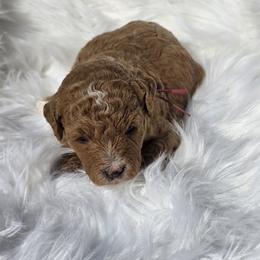 Girl 1 - female Goldendoodle puppy in Shelby Township, Michigan from Shelby Doodles MI LLC