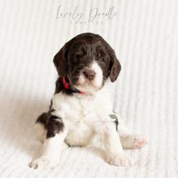 Red Collar Boy - Chocolate male Australian Labradoodle puppy in Thousand Oaks, California from Lovely Doodle Lane
