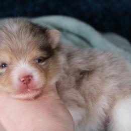 AKC Cane - Chocolate merle male Pomeranian puppy in Albany, Indiana from Hatz Off Puppies
