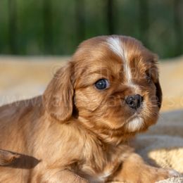 Henry (Caleb) - Ruby Cavalier King Charles Spaniel puppy in Chico, California from Valley Cavaliers