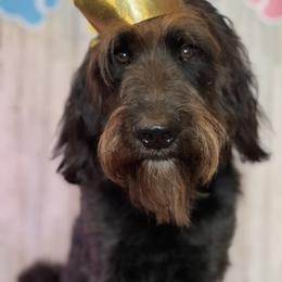 Remo - Goldendoodle