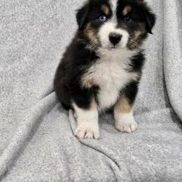 Summit - Black tri-color male Australian Shepherd puppy in Utah from Corbridge Aussies