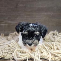 Pluto - Parti male Yorkshire Terrier puppy in Mountain Grove, Missouri from Precious Puppies