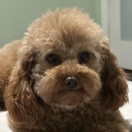 clifford - Poodle