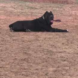Pumba - Cane Corso