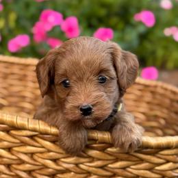 Bo Peep - Red  female Goldendoodle puppy in Wharton, Texas from Little Fur Friends