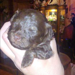 Oden - Brown male Cockapoo puppy in Lebanon, Kentucky from Mosaic Merle Doodles