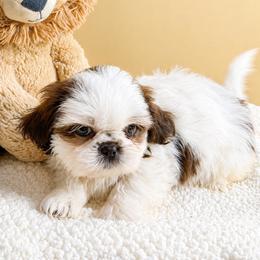 Ross - Chocolate male Shih Tzu puppy in Ocala, Florida from Mimi's Shih-tzus of Ocala